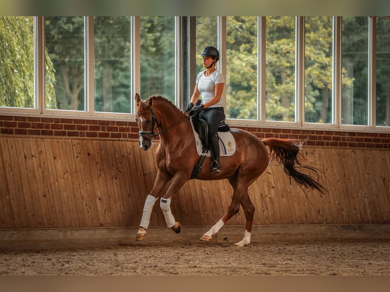 KWPN Merrie 9 Jaar 163 cm Donkere-vos in Goch