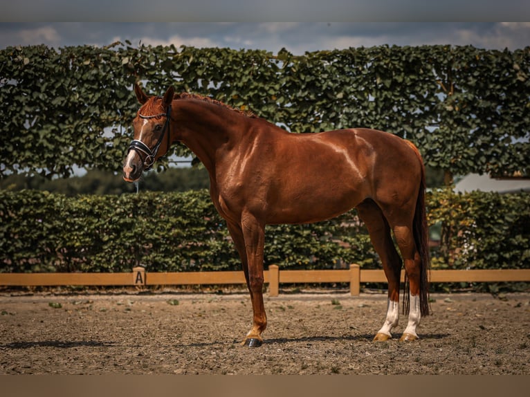 KWPN Merrie 9 Jaar 163 cm Donkere-vos in Goch