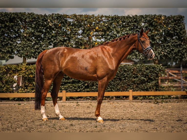 KWPN Merrie 9 Jaar 163 cm Donkere-vos in Goch