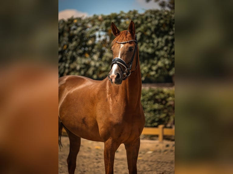KWPN Merrie 9 Jaar 163 cm Donkere-vos in Goch