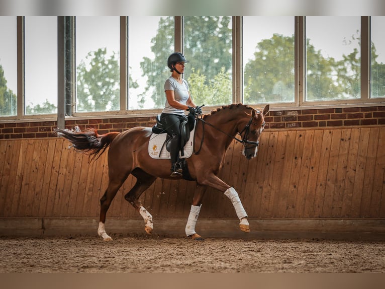 KWPN Merrie 9 Jaar 163 cm Donkere-vos in Goch