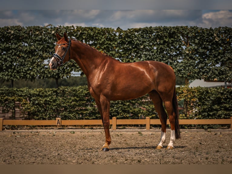 KWPN Merrie 9 Jaar 163 cm Donkere-vos in Goch