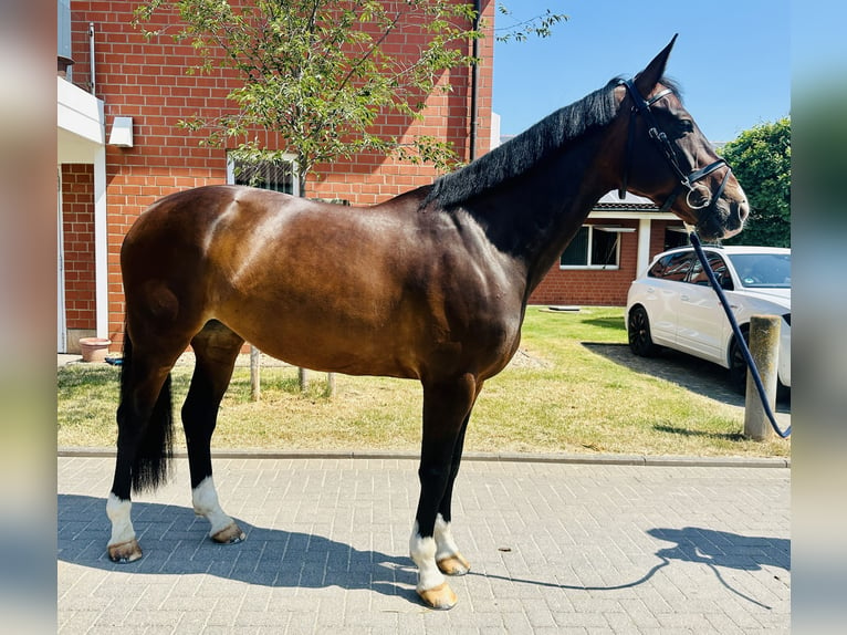 KWPN Merrie 9 Jaar 164 cm Donkerbruin in Zülpich