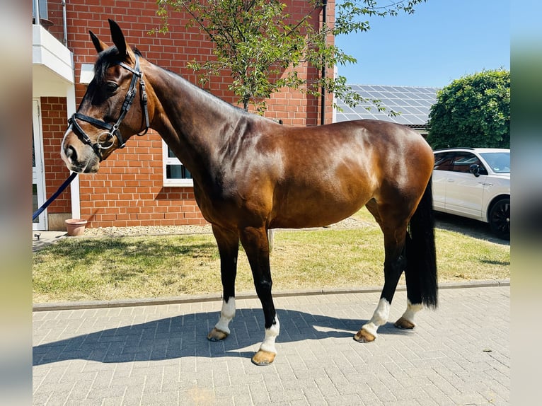 KWPN Merrie 9 Jaar 164 cm Donkerbruin in Zülpich