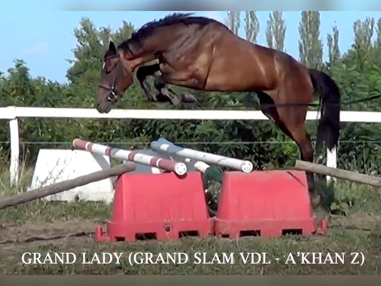 KWPN Merrie 9 Jaar 164 cm Roodbruin in Русе / Ruse