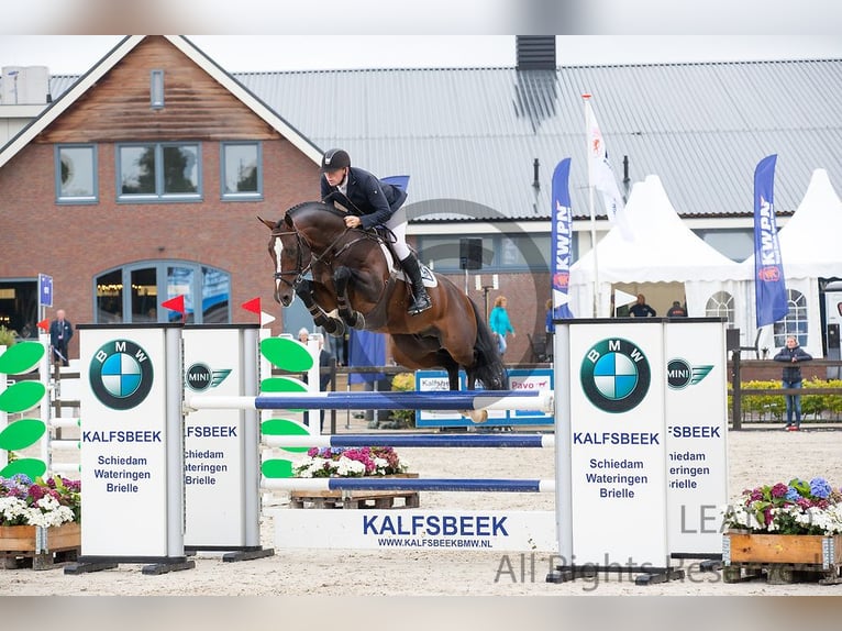 KWPN Merrie 9 Jaar 164 cm Roodbruin in Русе / Ruse