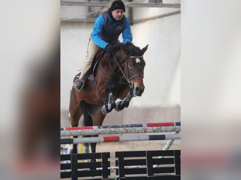 KWPN Merrie 9 Jaar 164 cm Roodbruin in Русе / Ruse