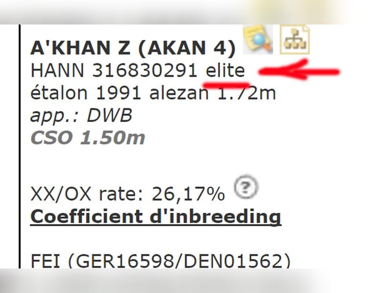 KWPN Merrie 9 Jaar 164 cm Roodbruin in Русе / Ruse