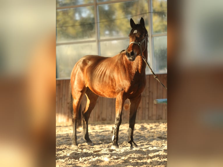 KWPN Merrie 9 Jaar 164 cm Roodbruin in Русе / Ruse