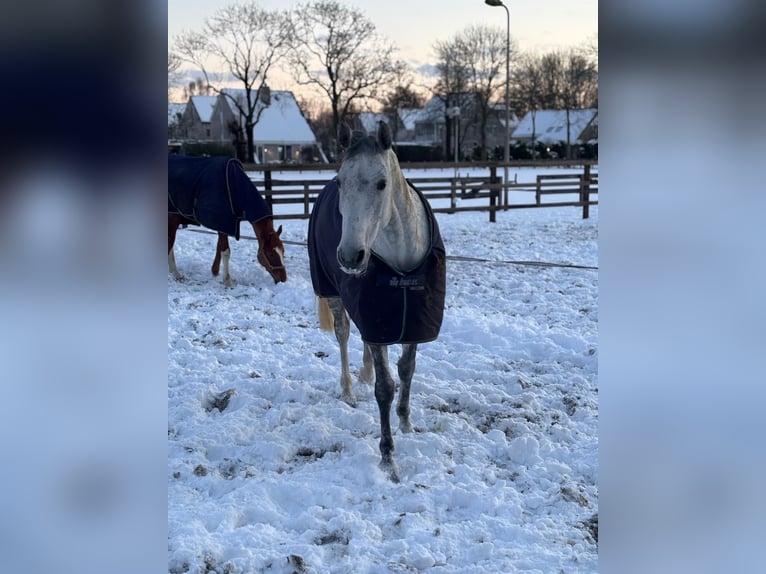 KWPN Merrie 9 Jaar 164 cm Schimmel in Waddinxveen