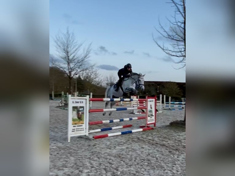 KWPN Merrie 9 Jaar 164 cm Schimmel in Waddinxveen