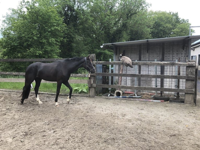 KWPN Merrie 9 Jaar 164 cm Zwart in Pellenberg