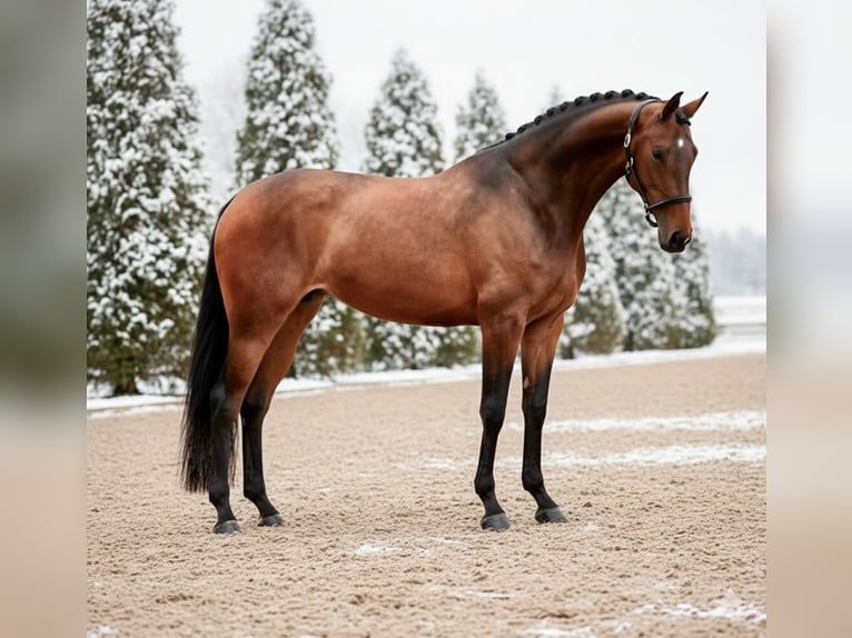 KWPN Merrie 9 Jaar 165 cm Bruin in Mor