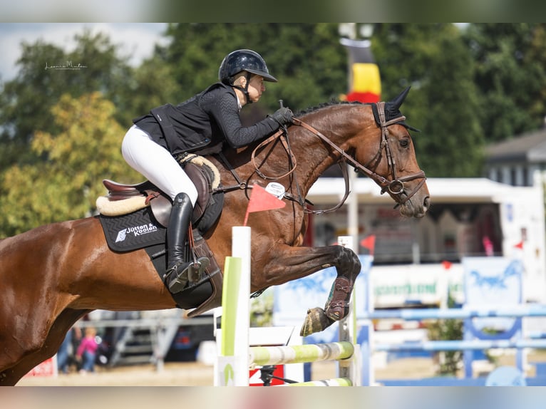 KWPN Merrie 9 Jaar 165 cm Bruin in Schinveld
