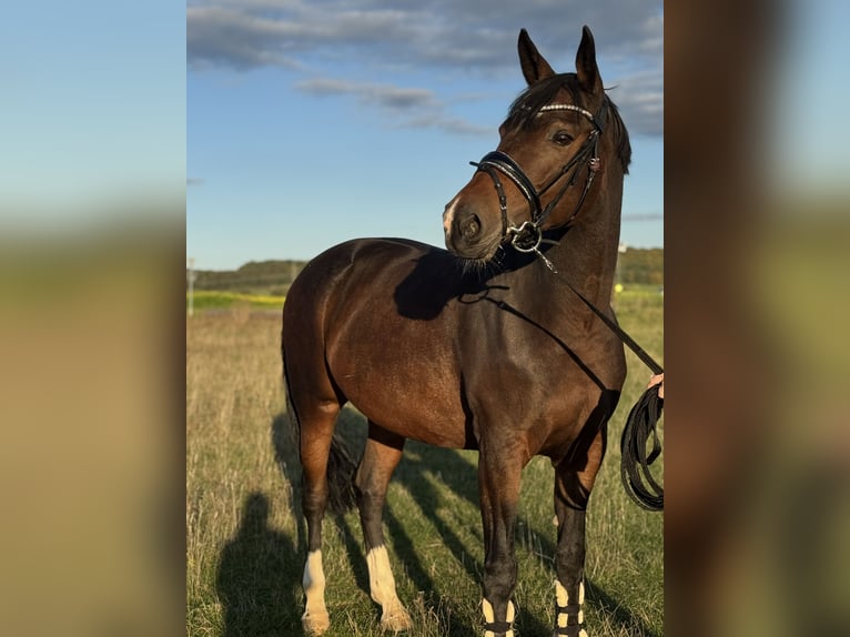 KWPN Merrie 9 Jaar 165 cm Donkerbruin in Elchingen