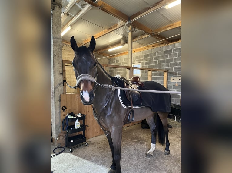 KWPN Merrie 9 Jaar 165 cm Donkerbruin in Heikruis