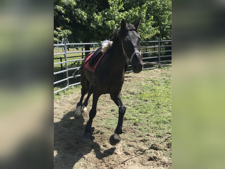 KWPN Merrie 9 Jaar 165 cm Zwart in Gennep