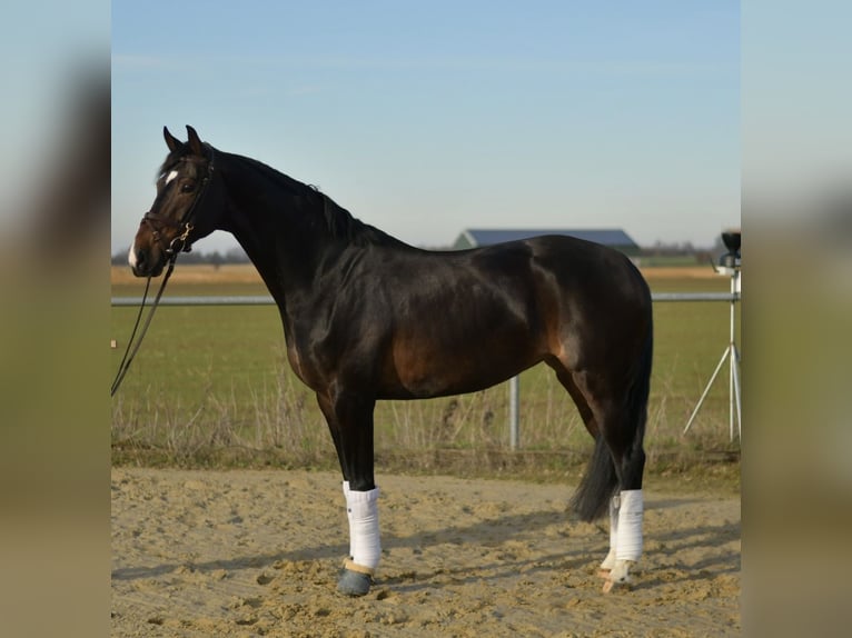 KWPN Merrie 9 Jaar 165 cm Zwartbruin in Geilenkirchen