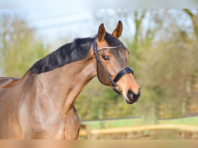 KWPN Merrie 9 Jaar 166 cm Bruin in Marigny le Lozon