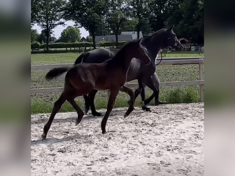 KWPN Merrie 9 Jaar 166 cm Zwart in Lutten