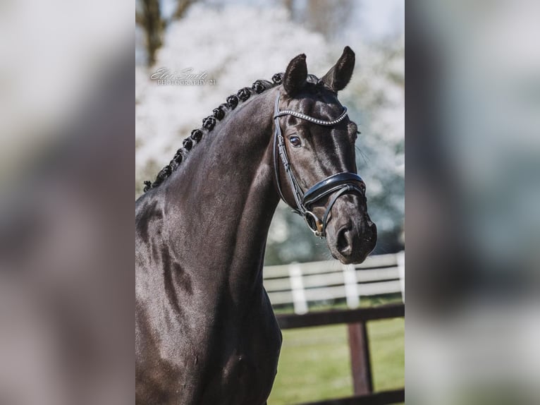 KWPN Merrie 9 Jaar 166 cm Zwart in Lutten