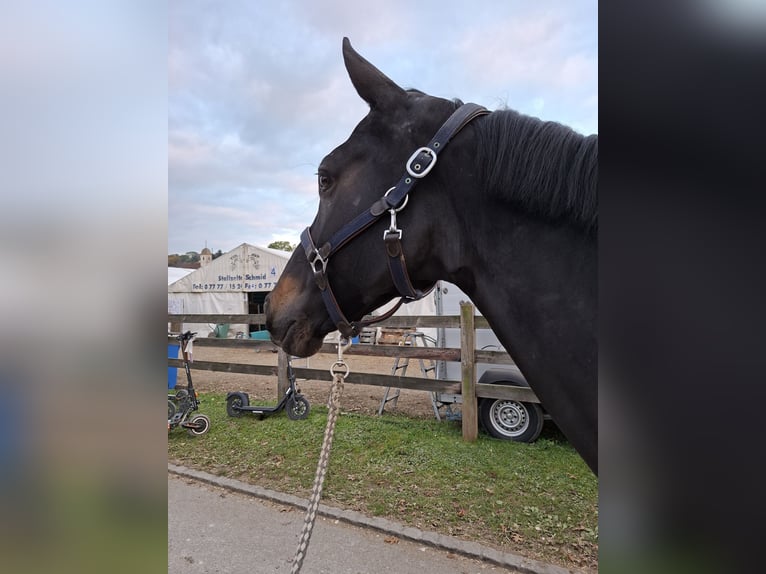 KWPN Merrie 9 Jaar 166 cm Zwart in Develier