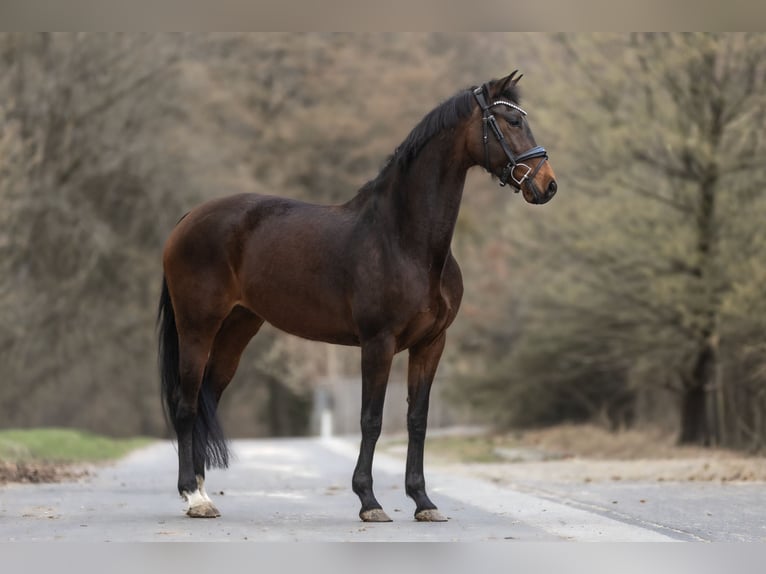 KWPN Merrie 9 Jaar 167 cm Donkerbruin in Windhagen