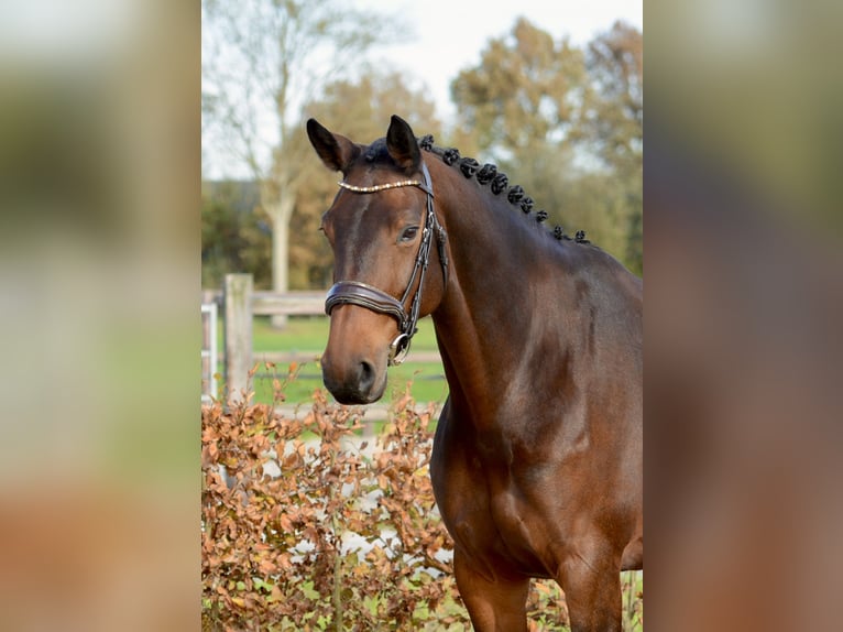 KWPN Merrie 9 Jaar 167 cm Donkerbruin in Kedichem