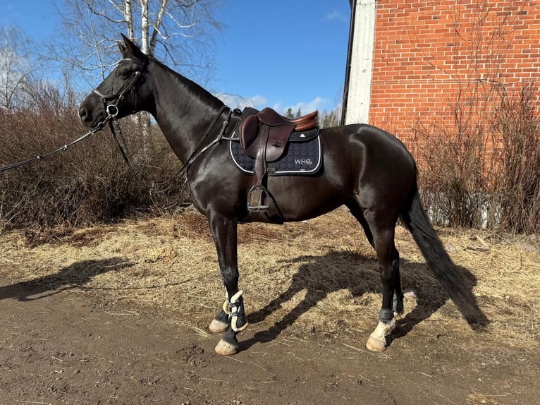 KWPN Merrie 9 Jaar 167 cm Donkerbruin in Turku