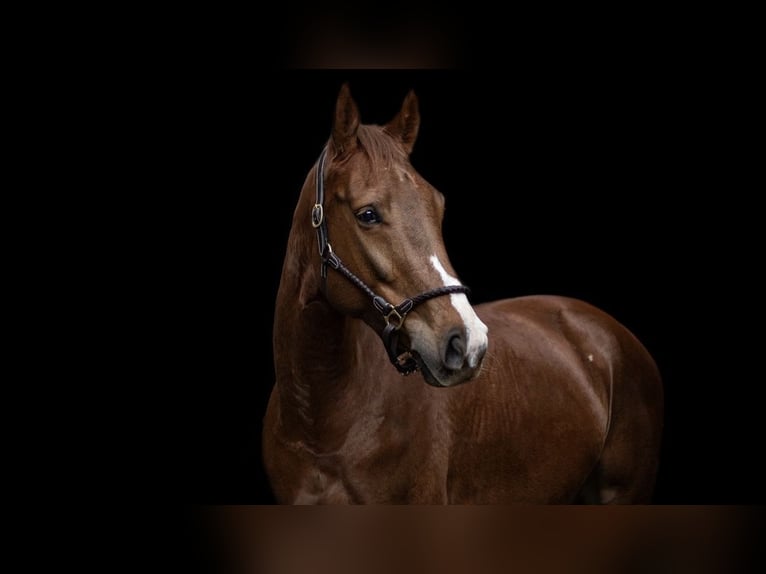 KWPN Merrie 9 Jaar 167 cm Vos in Andernach