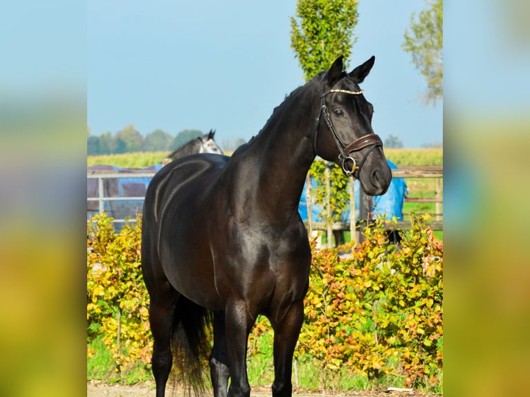 KWPN Merrie 9 Jaar 167 cm Zwart in Kedichem