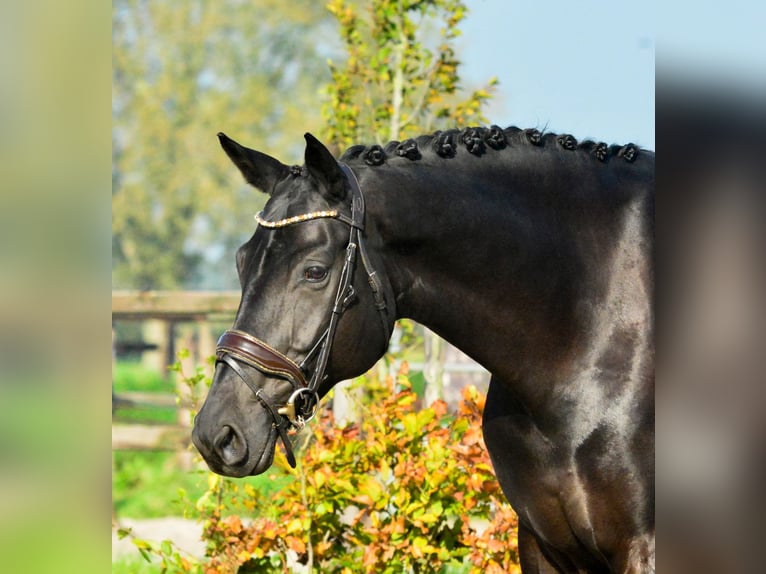 KWPN Merrie 9 Jaar 167 cm Zwart in Kedichem