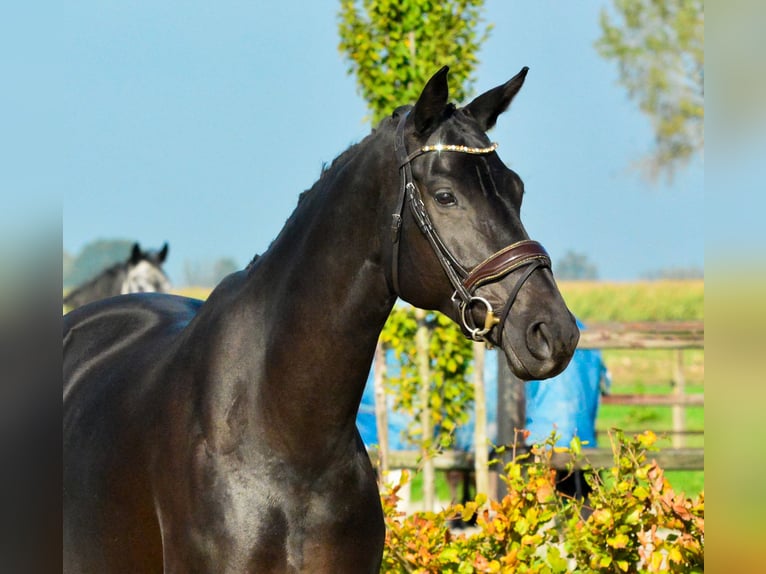 KWPN Merrie 9 Jaar 167 cm Zwart in Kedichem