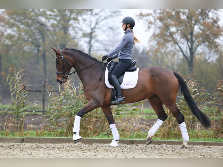 KWPN Merrie 9 Jaar 168 cm Bruin in Haaksbergen