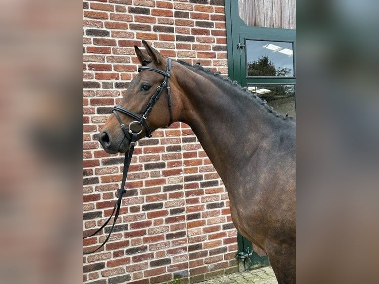 KWPN Merrie 9 Jaar 168 cm Bruin in Roetgen