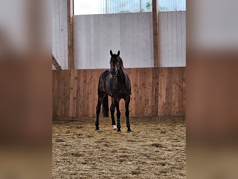 KWPN Merrie 9 Jaar 168 cm Donkerbruin in Eger