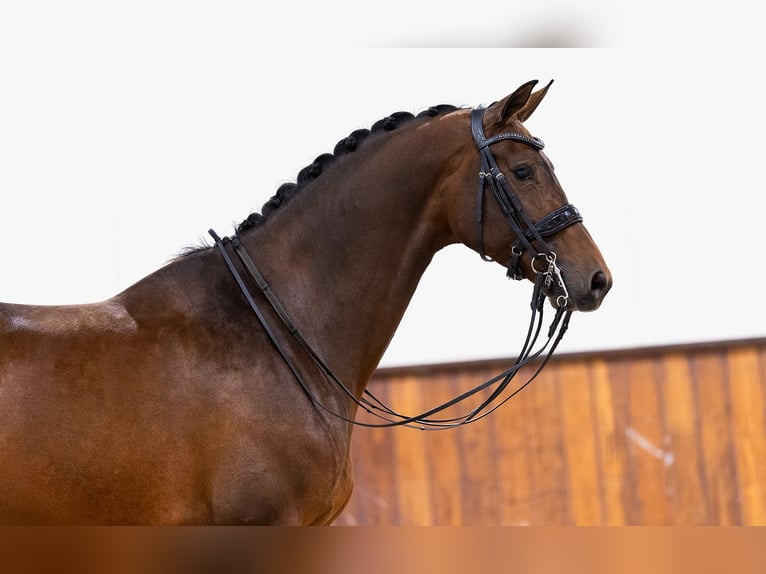 KWPN Merrie 9 Jaar 168 cm Donkerbruin in Kwadijk