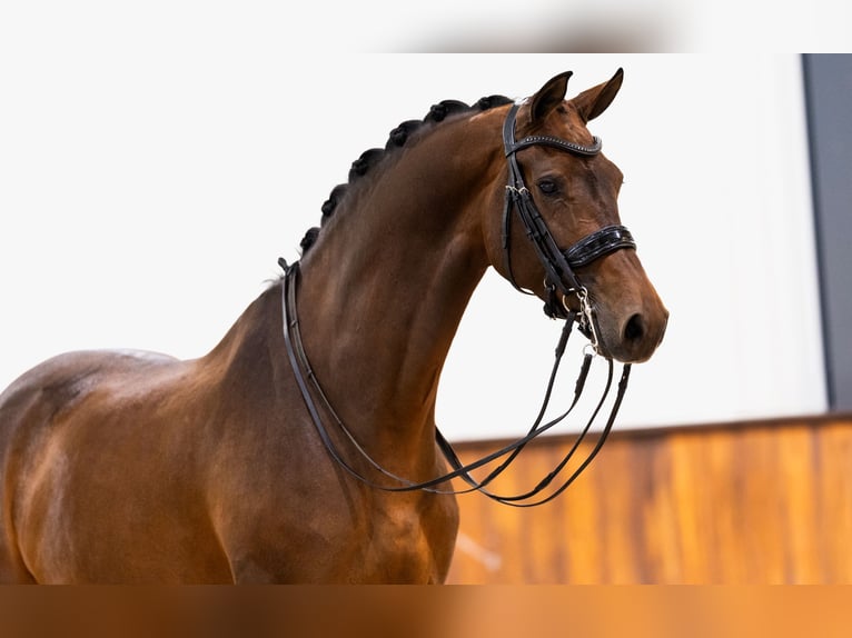 KWPN Merrie 9 Jaar 168 cm Donkerbruin in Kwadijk