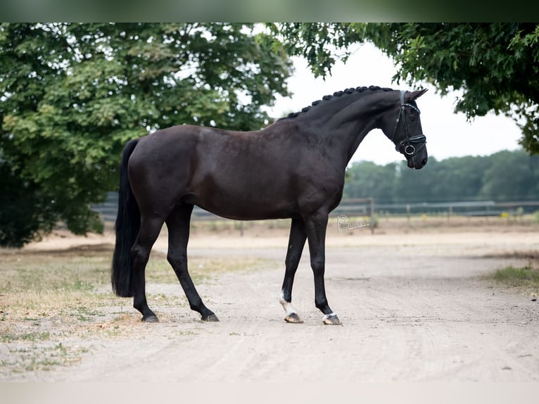 KWPN Merrie 9 Jaar 168 cm Zwart in Peer