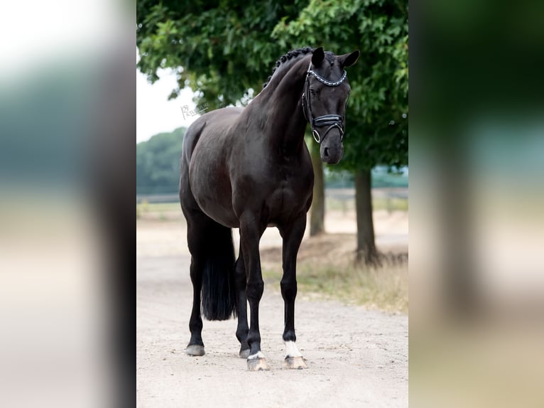 KWPN Merrie 9 Jaar 168 cm Zwart in Peer