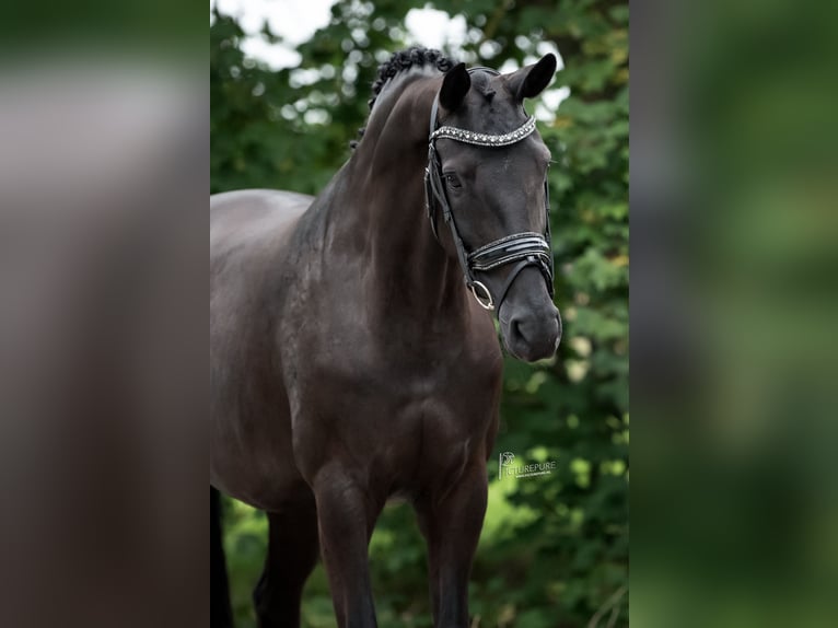 KWPN Merrie 9 Jaar 168 cm Zwart in Peer