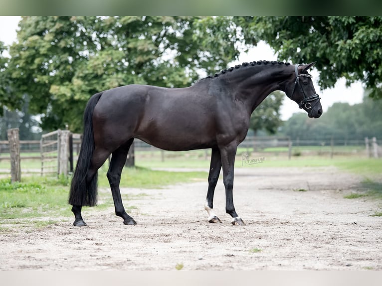 KWPN Merrie 9 Jaar 168 cm Zwart in Peer