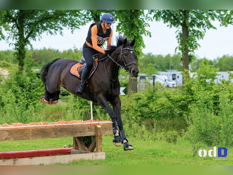 KWPN Merrie 9 Jaar 168 cm Zwart in Oploo