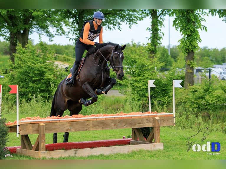 KWPN Merrie 9 Jaar 168 cm Zwart in Oploo