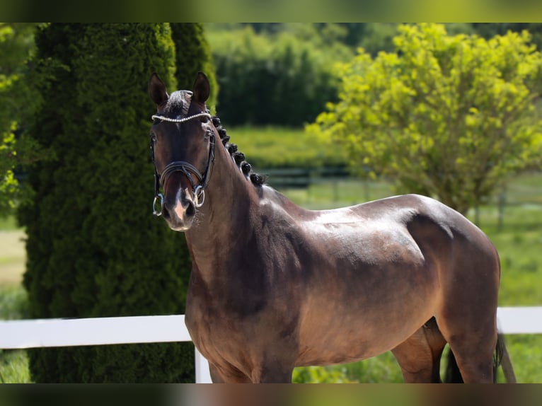 KWPN Merrie 9 Jaar 168 cm Zwartbruin in Schwäbisch Hall