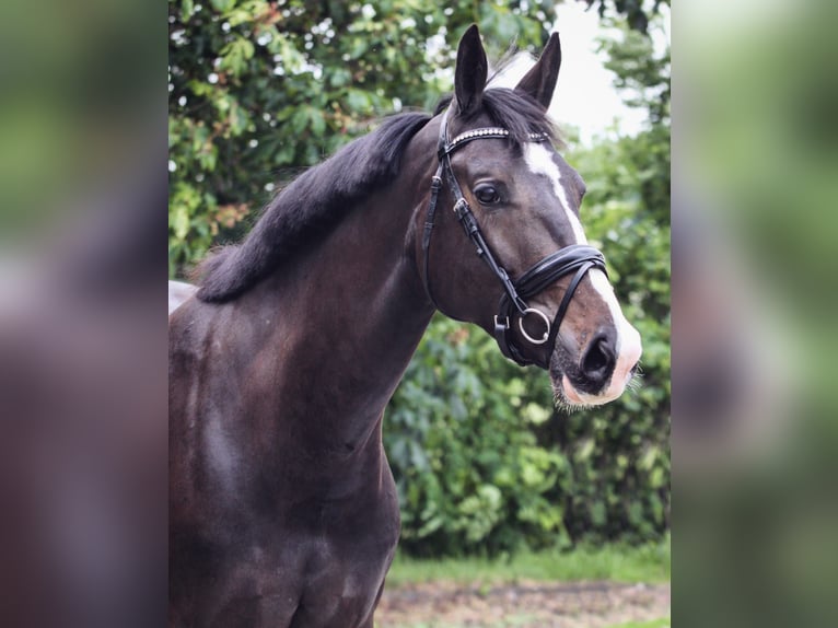 KWPN Merrie 9 Jaar 168 cm Zwartbruin in Venhuizen