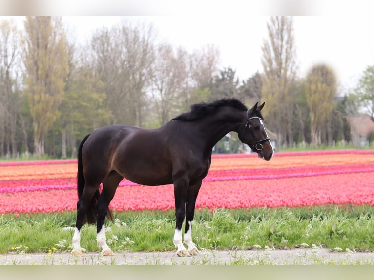 KWPN Merrie 9 Jaar 168 cm Zwartbruin in Venhuizen