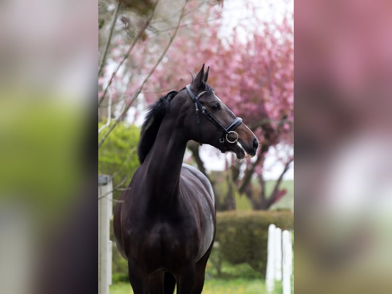 KWPN Merrie 9 Jaar 168 cm Zwartbruin in Venhuizen