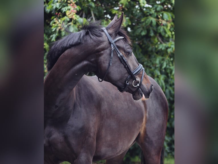 KWPN Merrie 9 Jaar 168 cm Zwartbruin in Venhuizen