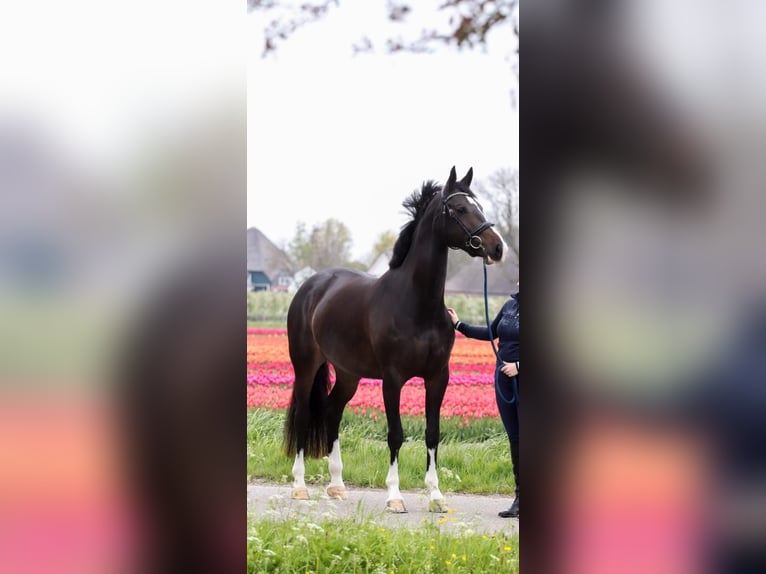 KWPN Merrie 9 Jaar 168 cm Zwartbruin in Venhuizen